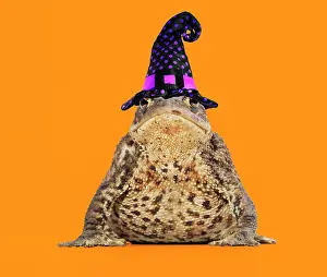 Witches: Common Toad wearing witches hat