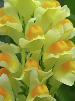 Linaria: Common Toadflax