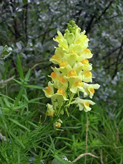 Linaria: Common Toadflax