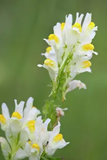 Linaria: Common Toadflax