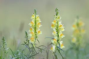 Butter: Common Toadflax