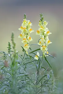 Butter: Common Toadflax