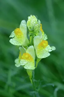 Linaria: Common Toadflax - flowers covered with morning dew, Autumn