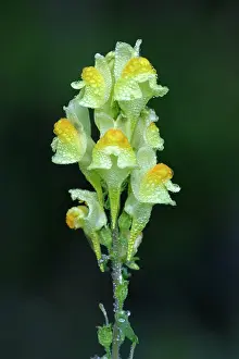 Linaria: Common Toadflax - flowers covered with morning dew, Autumn