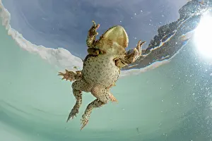 Bufo: Common toads (Bufo bufo) mating in a small mountain