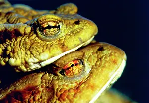 Bufo: Common Toads (Bufo bufo), pair, Germany, side, E