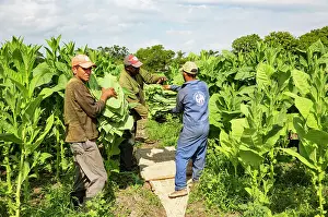 Harvesting: Common tobacco. Harvesting tobacco leaves. Alejandro