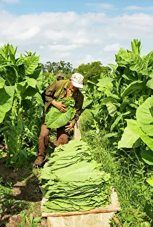 Harvesting: Common tobacco. Harvesting tobacco leaves. Alejandro