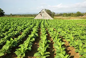 Drying: Common tobacco. Plantation and barn used for drying