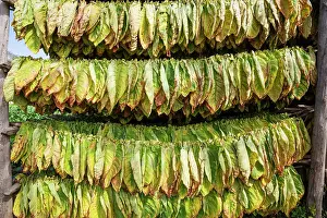 Drying: Common tobacco. Tobacco leaves hung up for drying