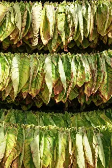 Drying: Common tobacco. Tobacco leaves hung up for drying