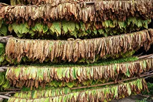 Drying: Common tobacco. Tobacco leaves hung up for drying