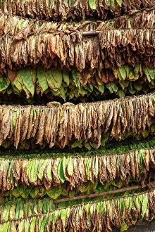 Drying: Common tobacco. Tobacco leaves hung up for drying