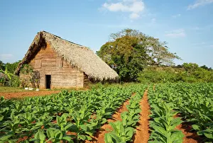 160520: Common tobacco. Tobacco plantation and barn used