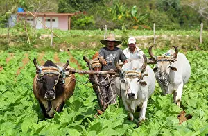 Farmer: Common tobacco. Traditional farming with oxen in