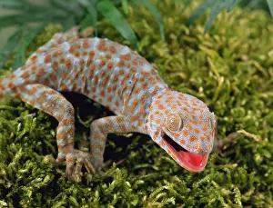 Gecko: Common Tokay Gecko (Gekko Gecko)