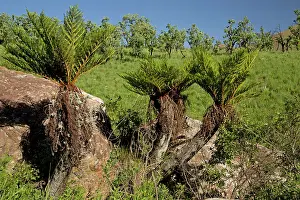 Cyathea: Common Tree Fern Drakensberg Mountains, South Africa