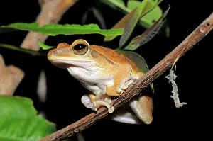 Polypedates: Common tree Frog