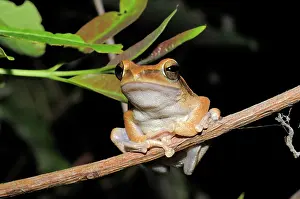 Polypedates: Common tree Frog