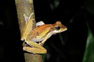 Polypedates: Common Tree Frog