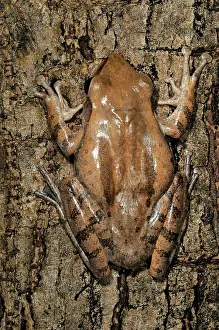 Polypedates: Common Tree Frog