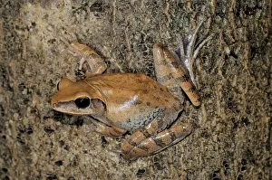 Polypedates: Common Tree Frog