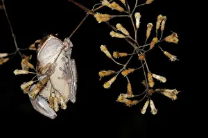 Polypedates: Common Tree Frog