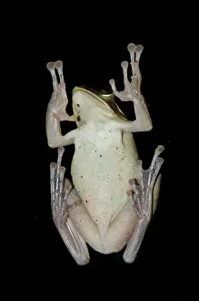 Glass: Common Tree Frog