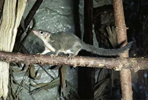 Shrews: Common Tree SHREW - walking along branch