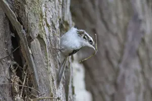 Certhia: Common Treecreeper adult bird with nesting material