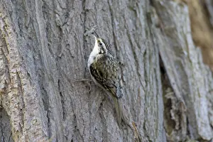 Certhia: Common Treecreeper adult bird with nesting material