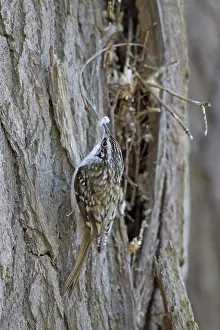 Certhia: Common Treecreeper adult bird with nesting material
