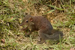 Montane: Common Treeshrew (Tupaia glis), disturbed montane
