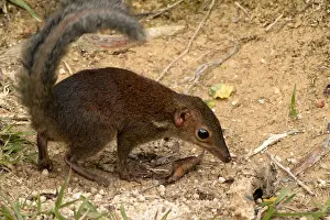 Montane: Common Treeshrew (Tupaia glis), disturbed montane