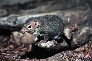 Shrew: Common Treeshrew (Tupaia glis). Southeast Asia