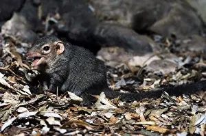 Shrew: Common Treeshrew (Tupaia glis). Southeast Asia