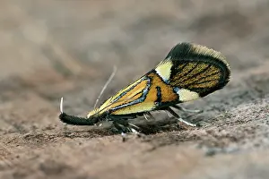 Darmor: Common tubic (Common Tubic) 8 mm, imago of a spectacular