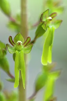 Twayblade: Common Twayblade