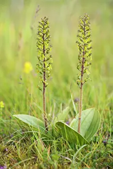 Neottia: Common Twayblade