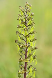 Neottia: Common Twayblade