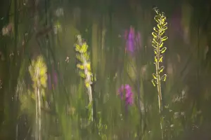 Callantsoog: Common Twayblade