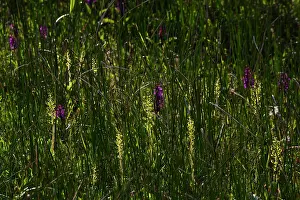 Callantsoog: Common Twayblade