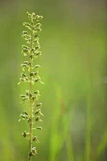 Twayblade: Common Twayblade
