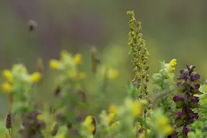 Neottia: Common Twayblade