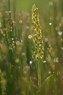 Neottia: Common Twayblade