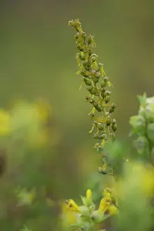 Neottia: Common Twayblade