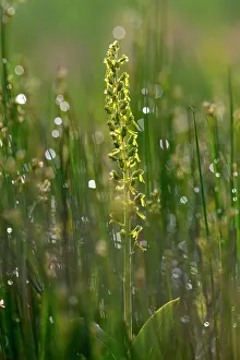 Neottia: Common Twayblade