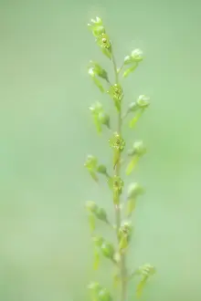 Orchidaceae: Common Twayblade