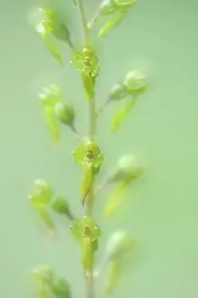Orchidaceae: Common Twayblade
