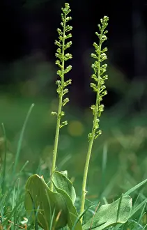 Twayblade: Common Twayblade Orchid